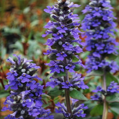 Blue Carpet Ajuga plant