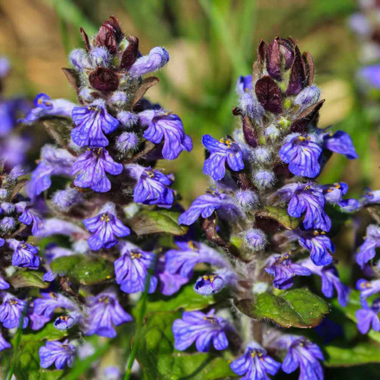 Blue Carpet Ajuga plant