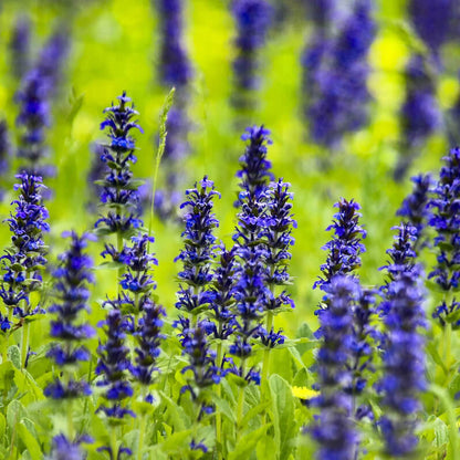 Blue Carpet Ajuga plant