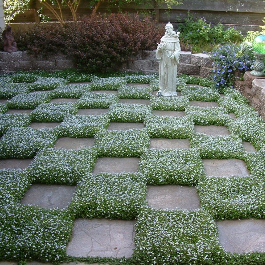Blue Carpet Plant