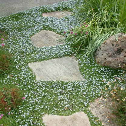 Blue Carpet Plant