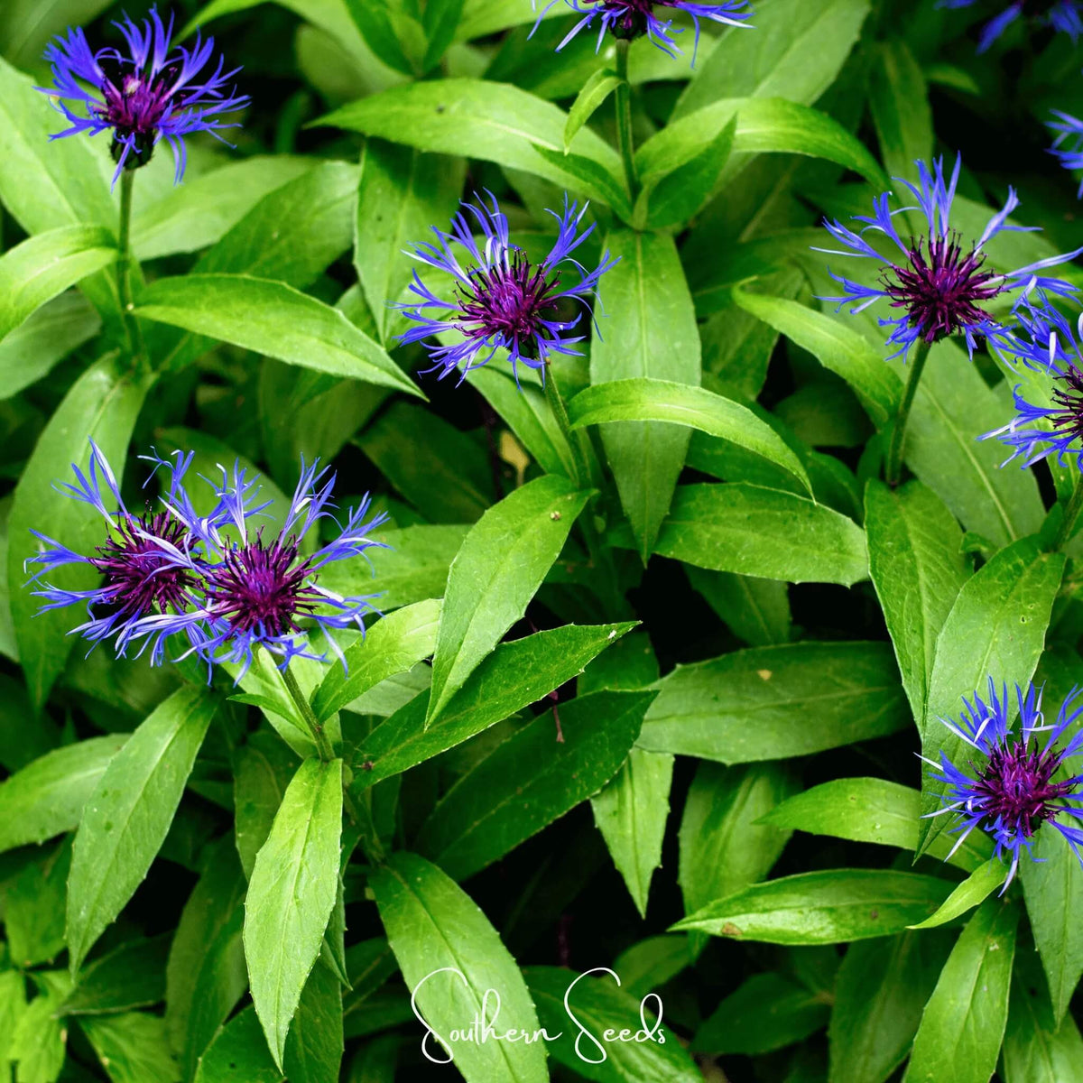Blue Centaurea Montana plant