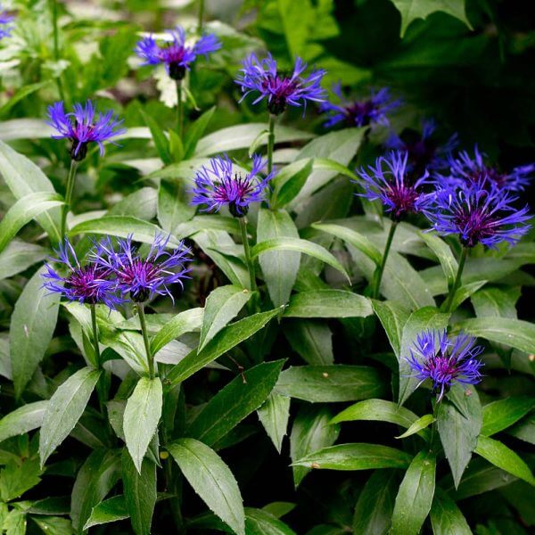 Blue Centaurea Montana plant