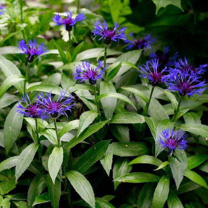 Blue Centaurea Montana plant