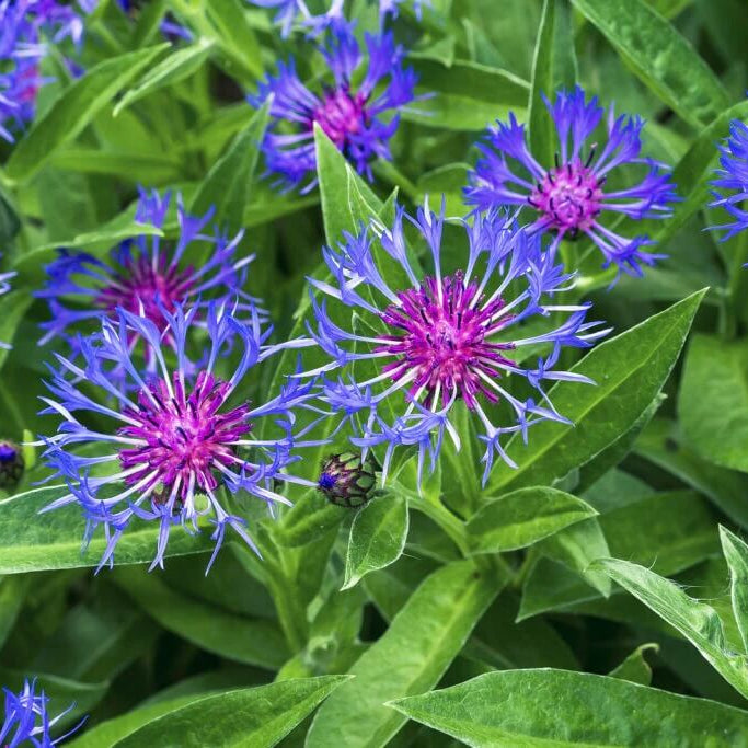 Blue Centaurea Montana plant