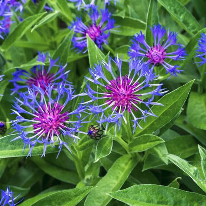 Blue Centaurea Montana plant