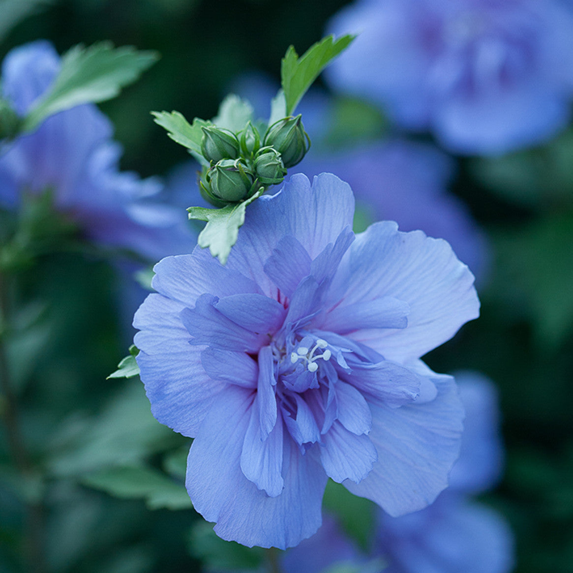 Rose of Sharon plant