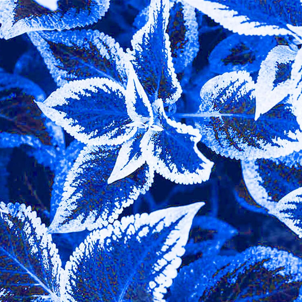 Blue Coleus plant