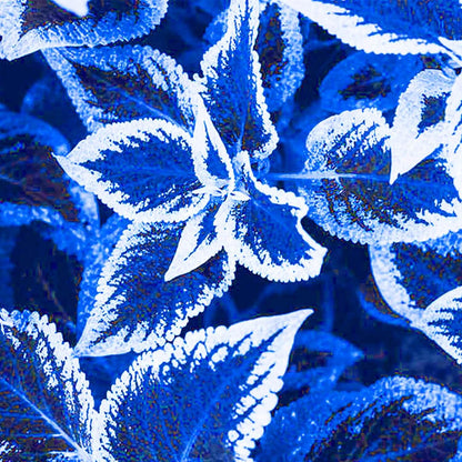 Blue Coleus plant