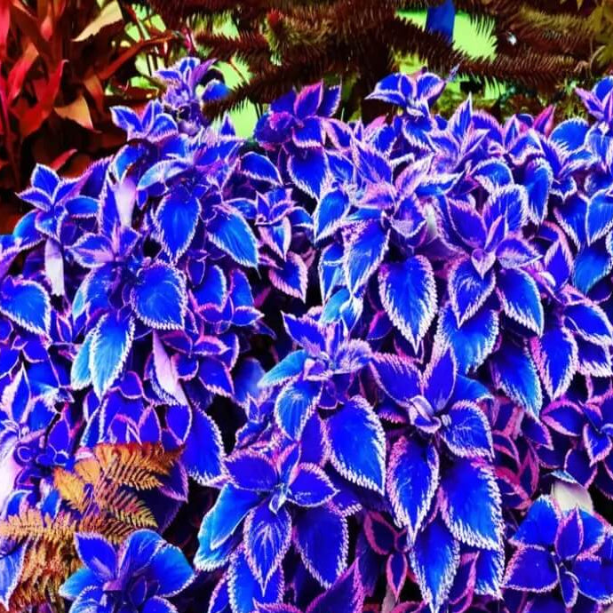 Blue Coleus plant