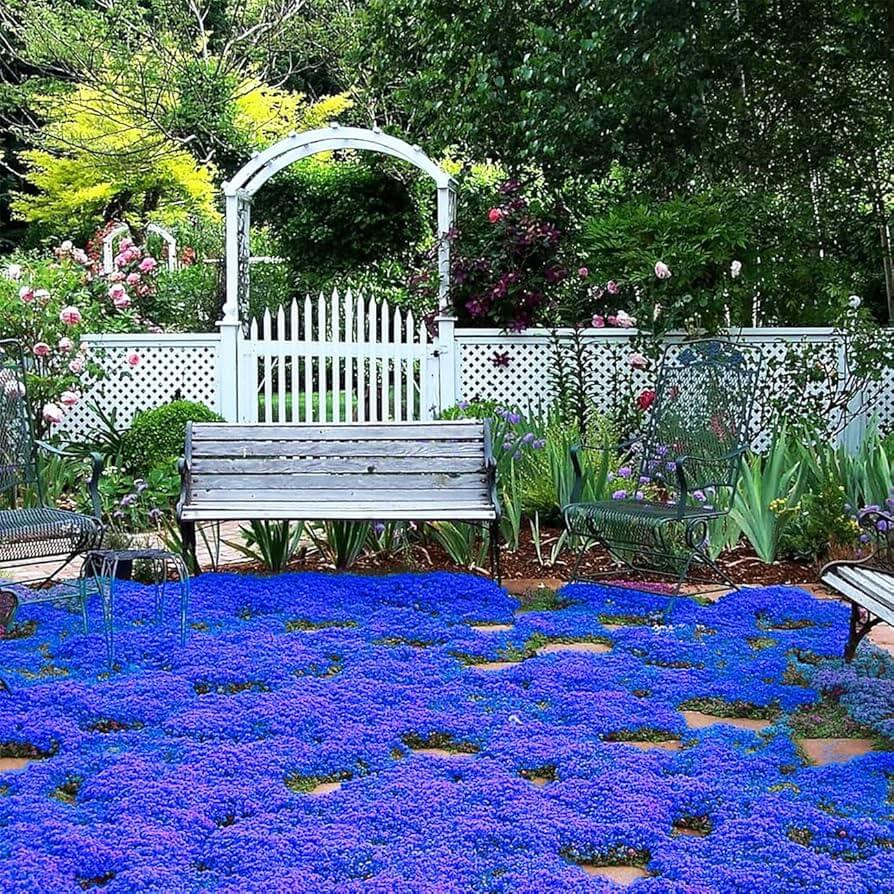 Blue Creeping Thyme plant
