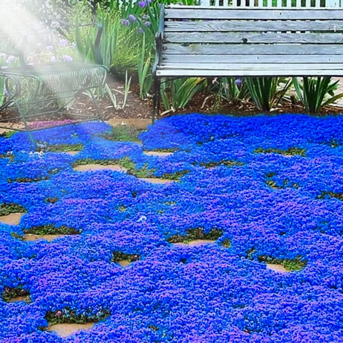 Blue Creeping Thyme plant