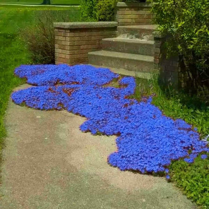 Blue Creeping Thyme plant