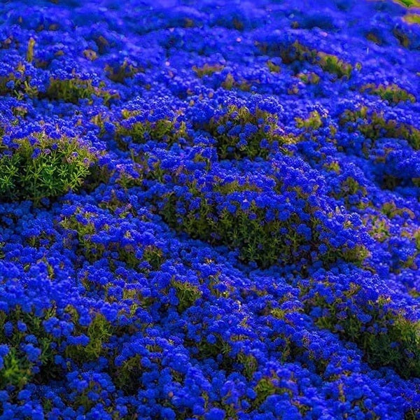 Blue Creeping Thyme plant
