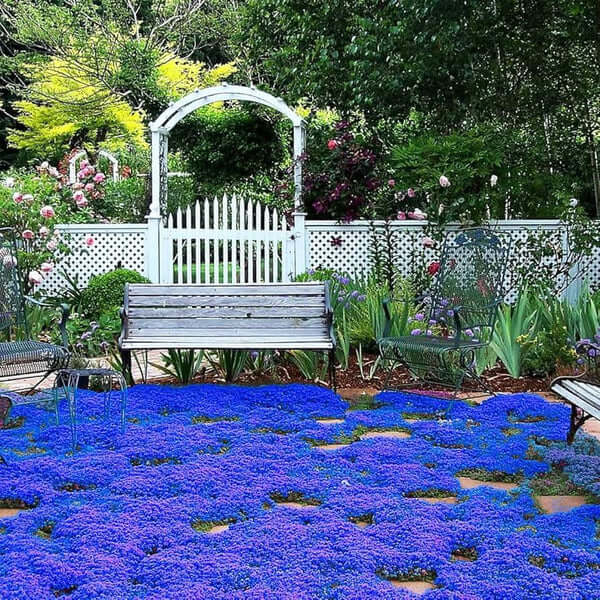 Blue Creeping Thyme plant