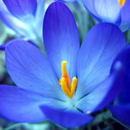 Blue Crocus plant
