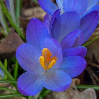Blue Crocus plant