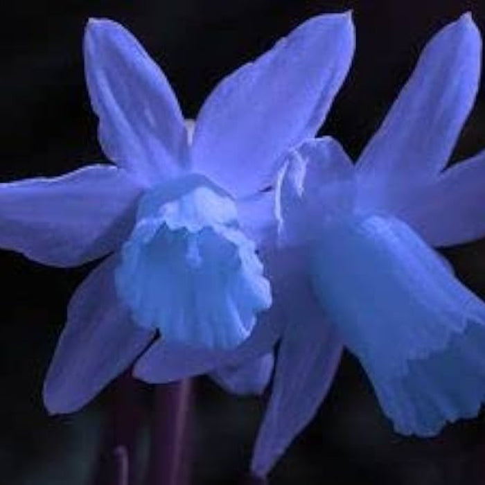Blue Daffodil plant