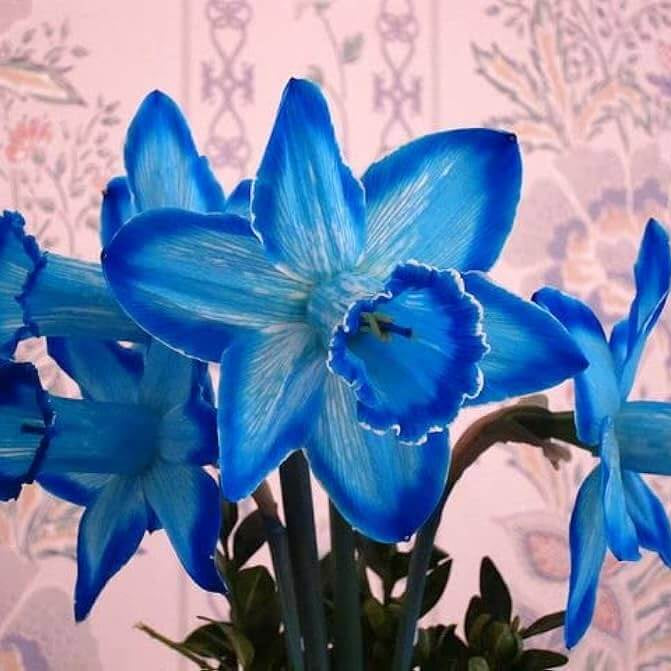 Blue Daffodil plant