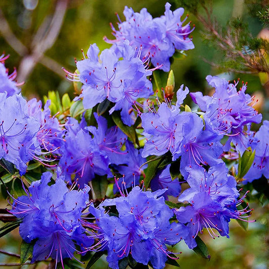 Blue Purple flower seeds