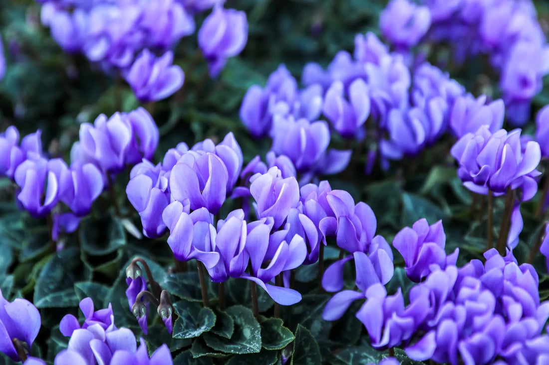 Blue Cyclamen flower seeds