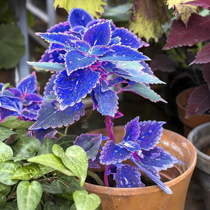 Blue Dragon Coleus plant
