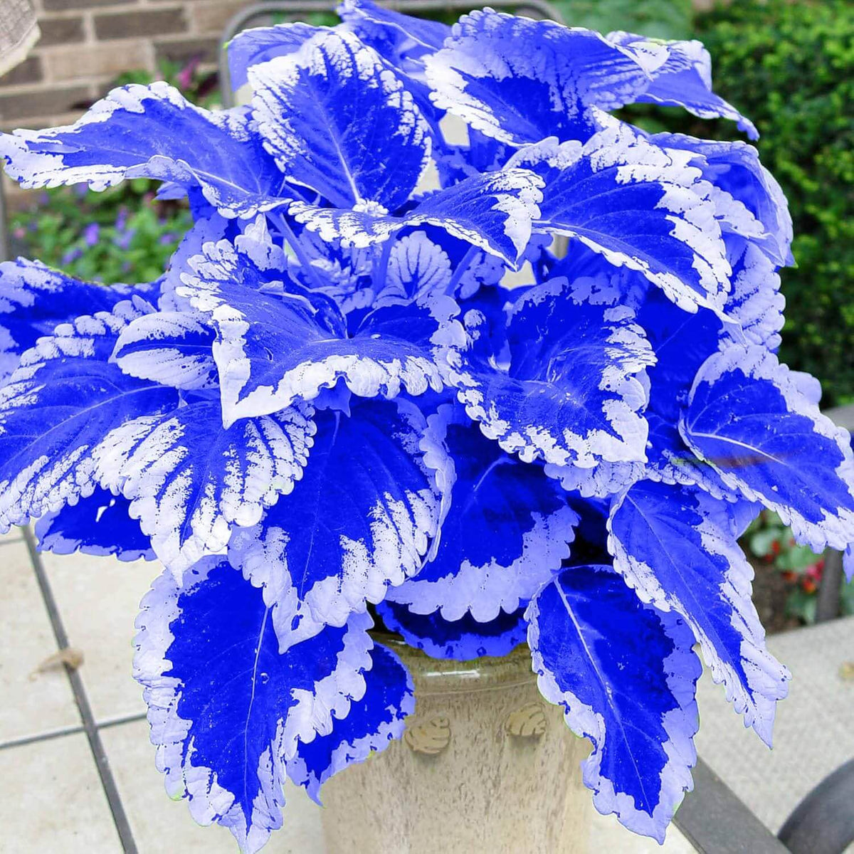 Blue Dragon Coleus plant
