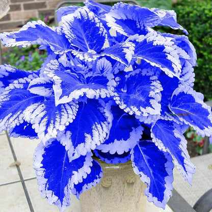 Blue Dragon Coleus plant