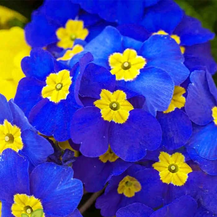 Blue Evening Primrose plant