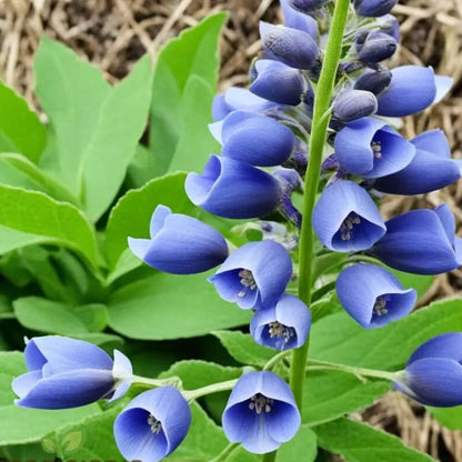 Blue False Indigo plant