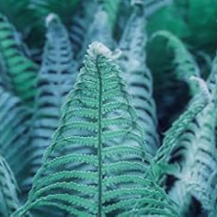 Blue Fern Plant