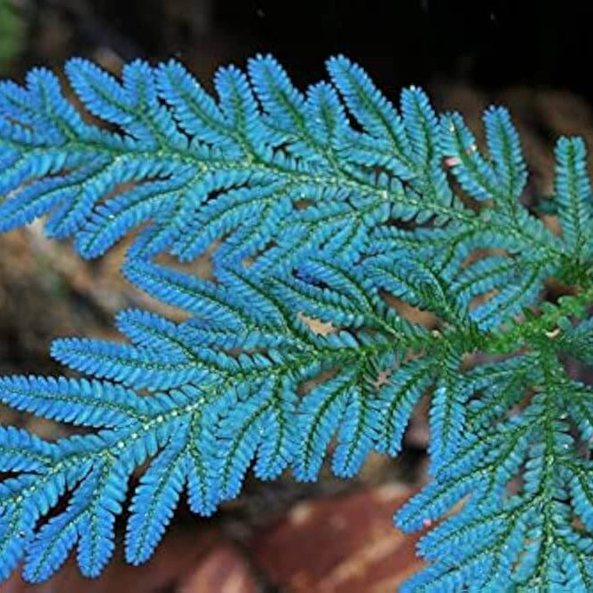 Blue Fern Plant