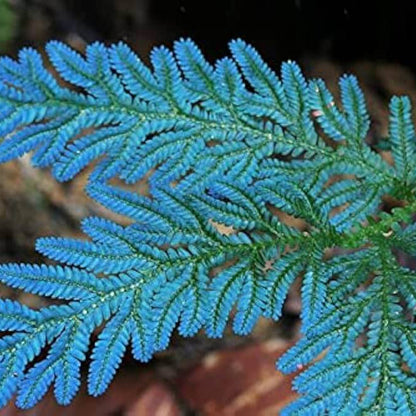 Blue Fern Plant