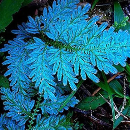 Blue Fern Plant