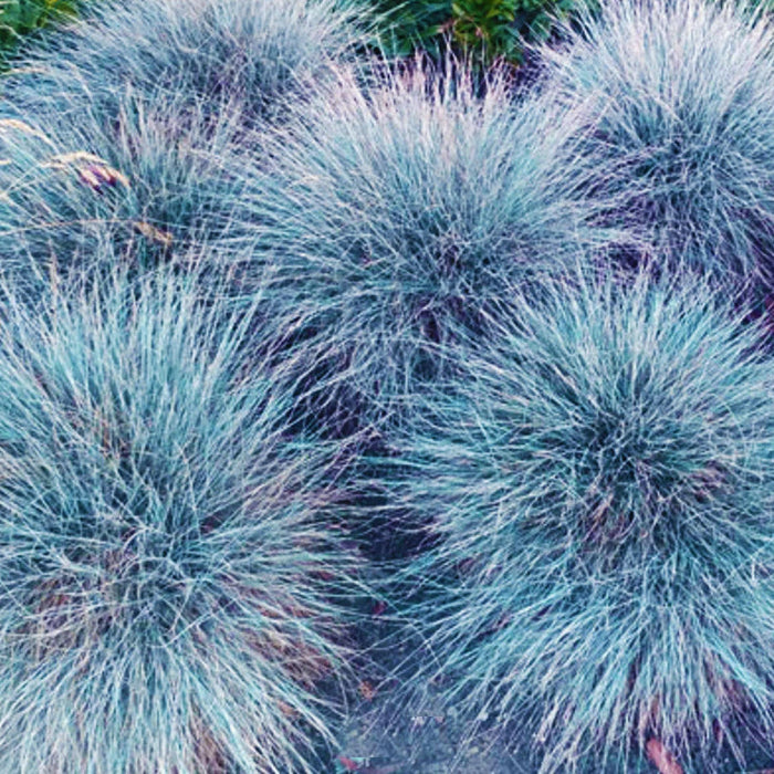 Ornamental Blue Fescue plant