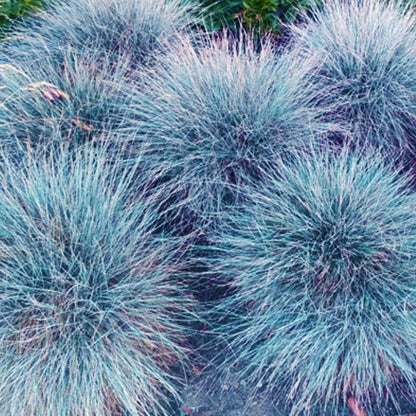Ornamental Blue Fescue plant