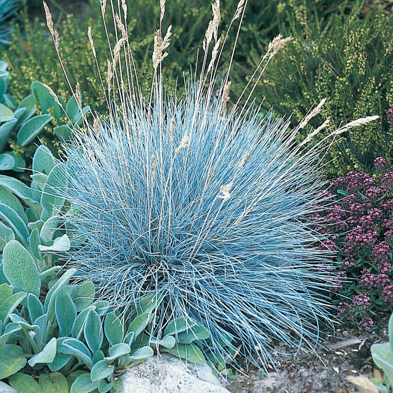 Ornamental Blue Fescue plant