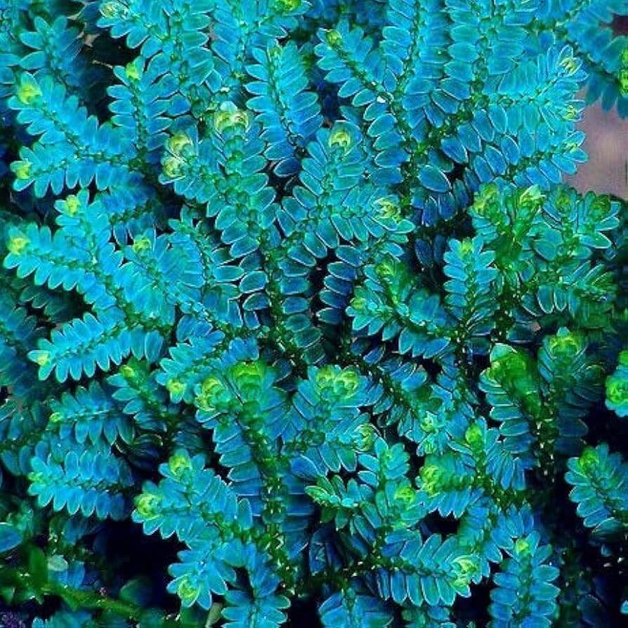 Blue Green Fern plant