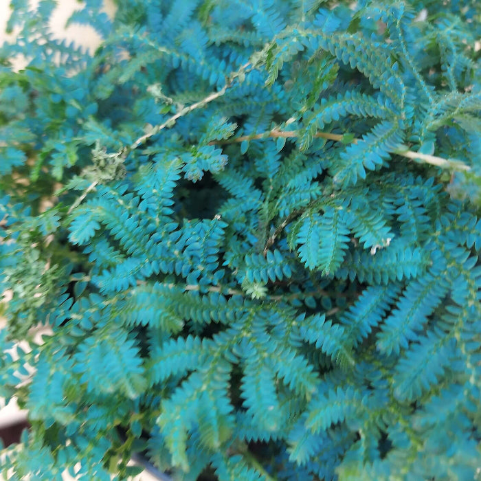 Blue Green Fern plant