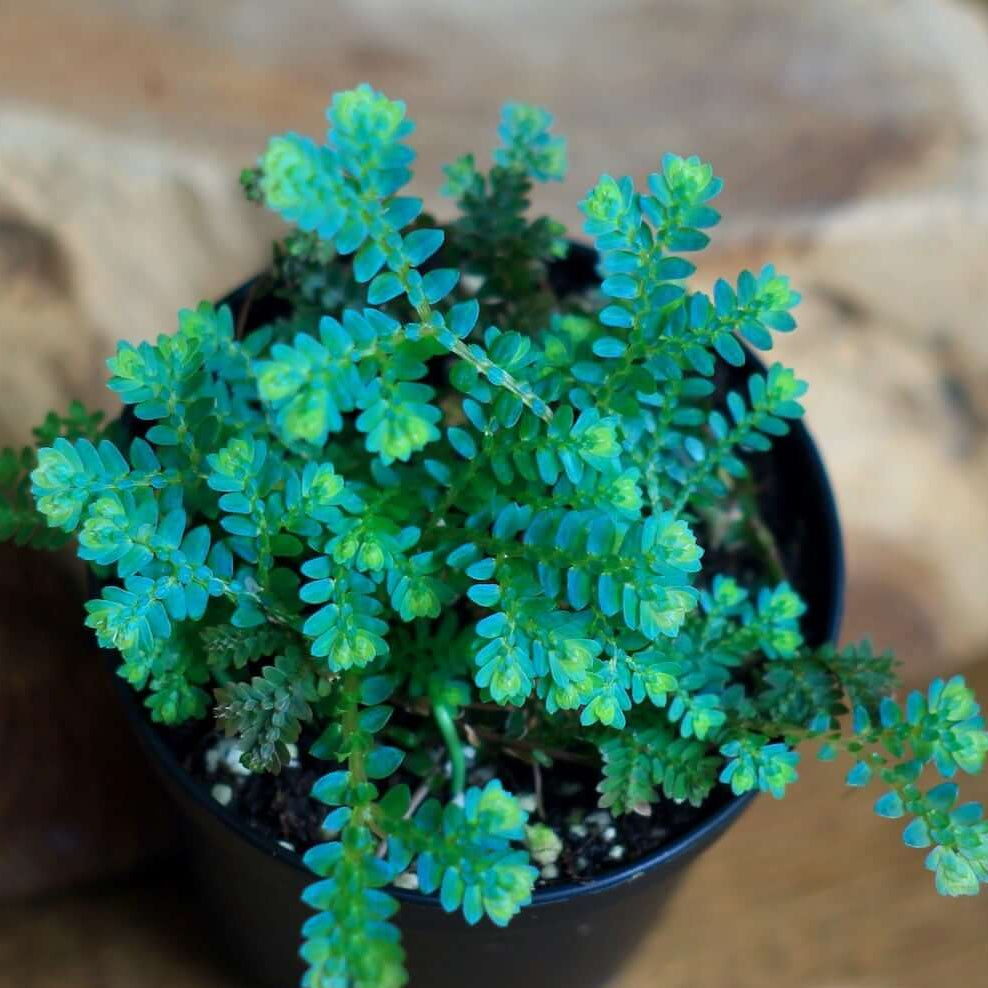 Blue Green Fern plant