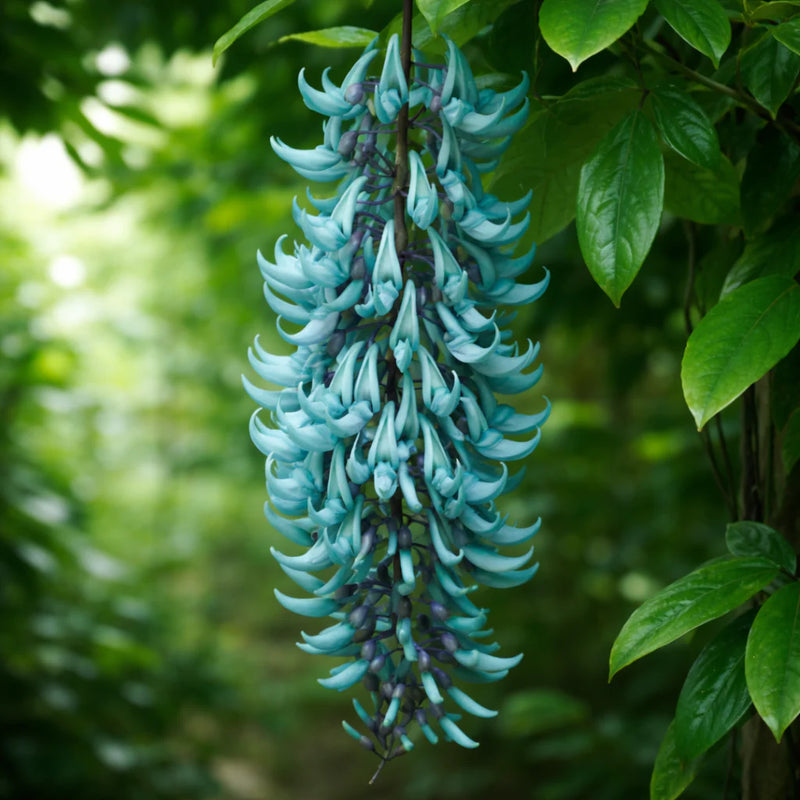 Green Jade Flower Seeds for Planting – Heirloom Non-GMO Garden Seeds