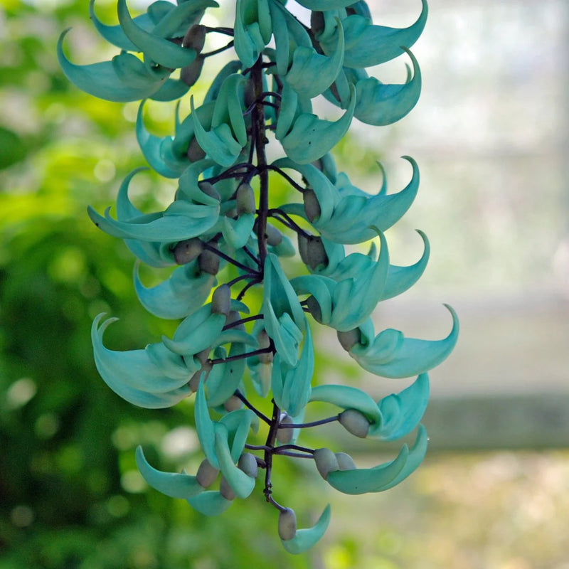 Sky Blue Jade Vine Flower Seeds for Planting – Heirloom Non-GMO Garden Seeds