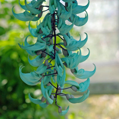 Sky Blue Jade Vine Flower Seeds for Planting – Heirloom Non-GMO Garden Seeds
