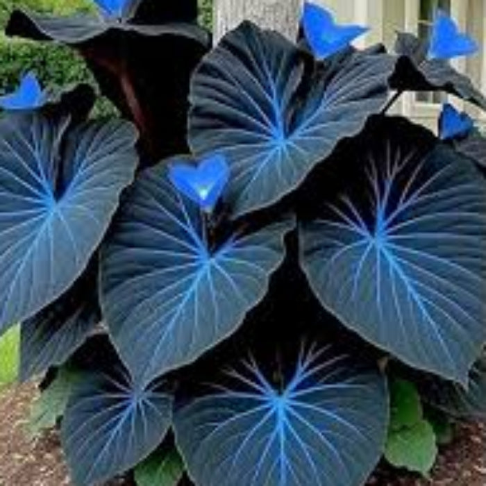 Blue Maidenhair Fern plant