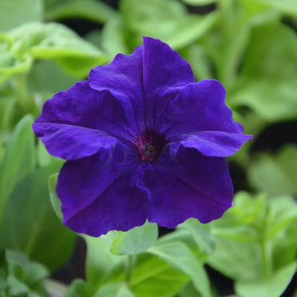 Blue Mandevilla Sanderi plant