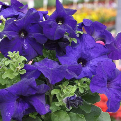 Blue Mandevilla Sanderi plant
