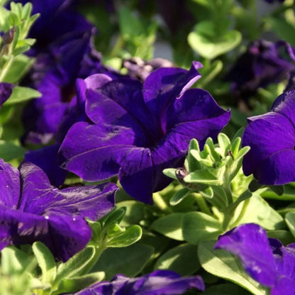 Blue Mandevilla Sanderi plant