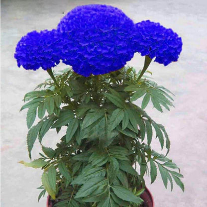 Blue Marigold plant
