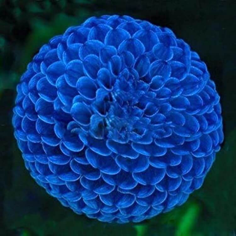 Blue Marigold plant