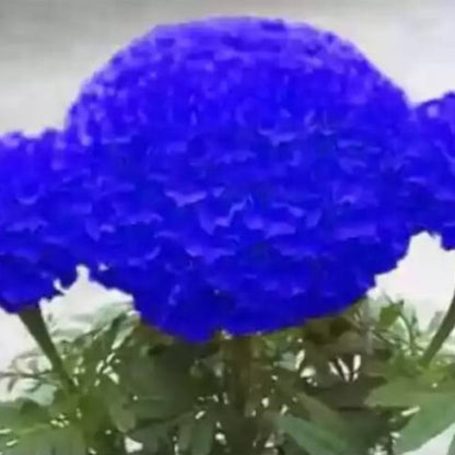 Blue Marigold plant